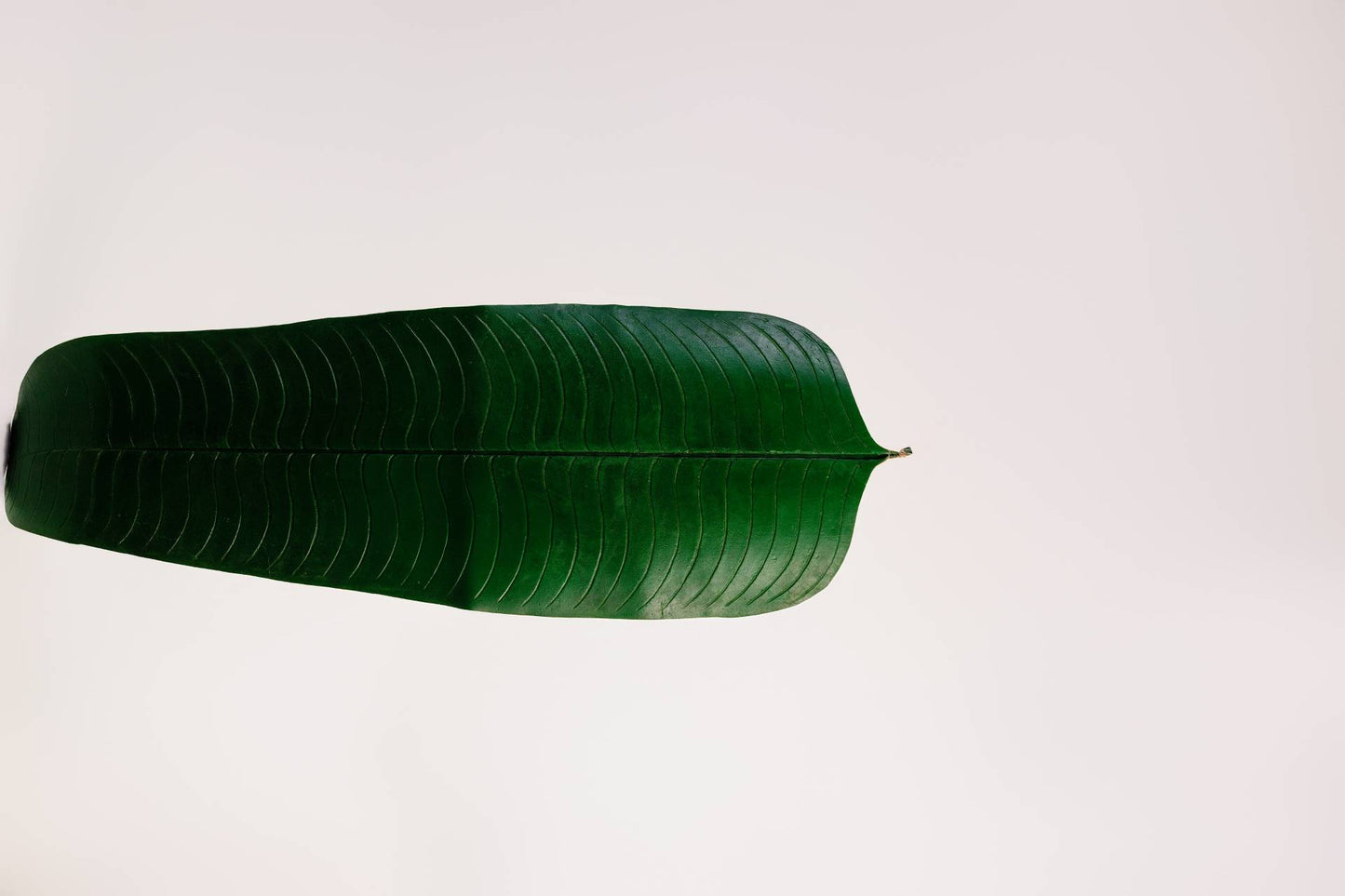 ENFEITE DE MESA FOLHA DE BANANEIRA