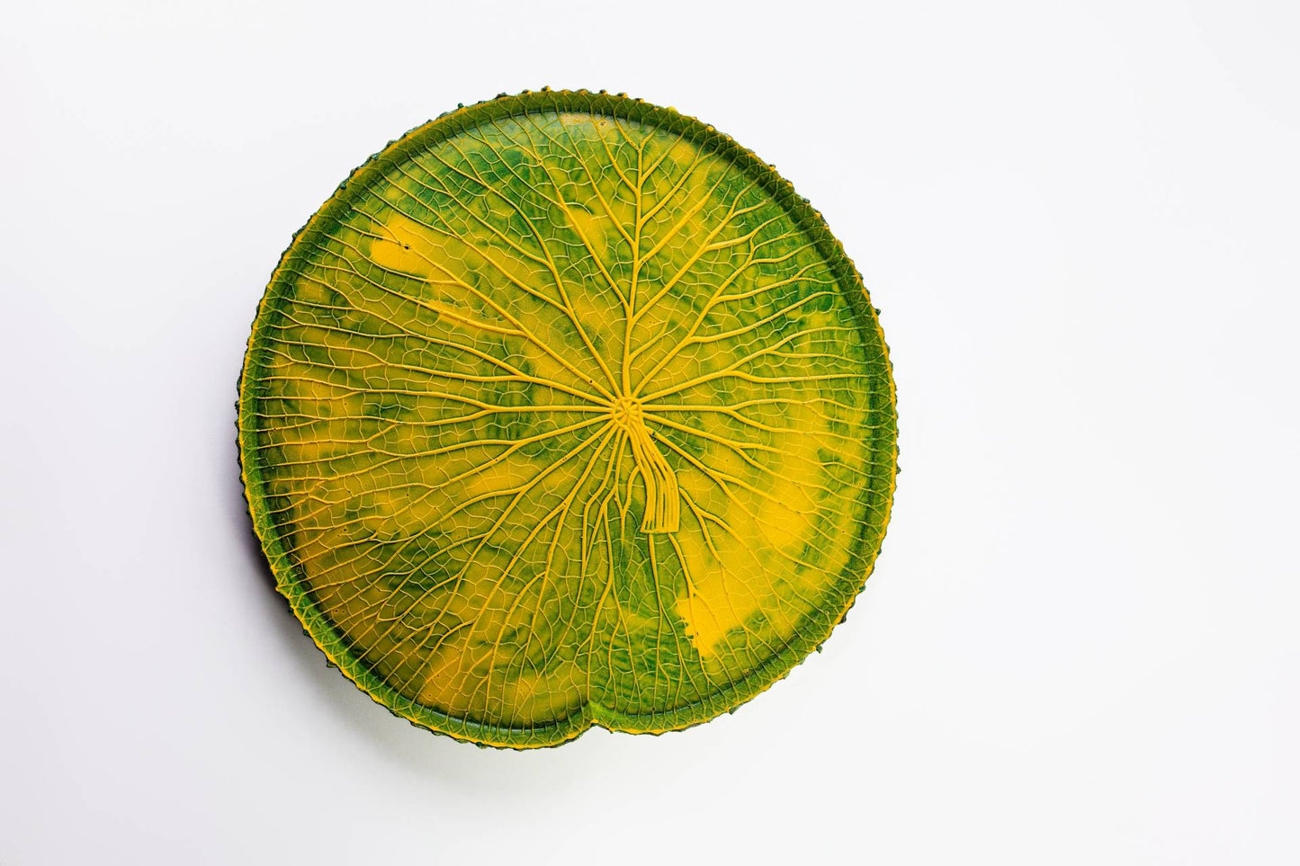 VITORIA REGIA DAS AGUAS - VERDE/AMARELO