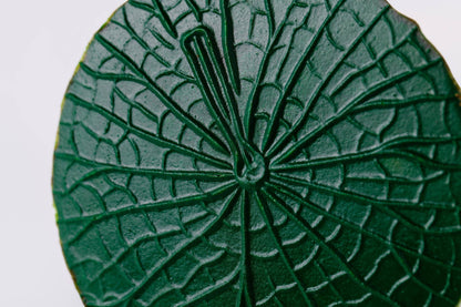 DESCANSO DE COPO VITORIA REGIA