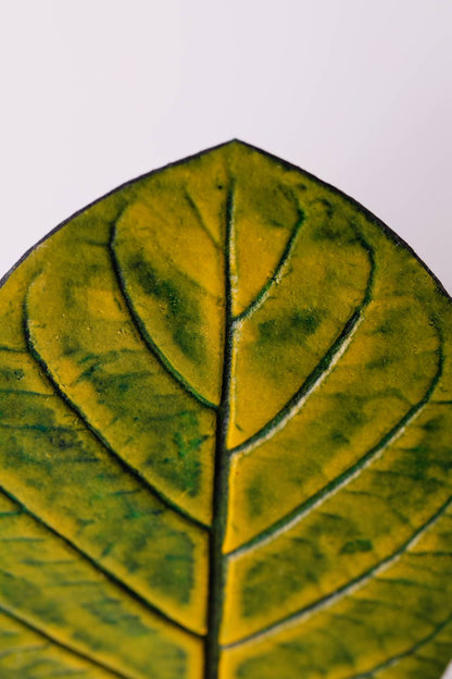 DESCANSO DE COPO APUI