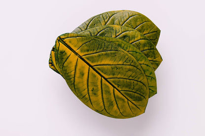 JOGO DESCANSO DE COPO APUI - 4 UN