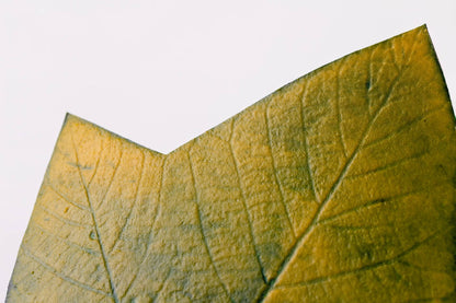 DESCANSO DE COPO ALGODOEIRO