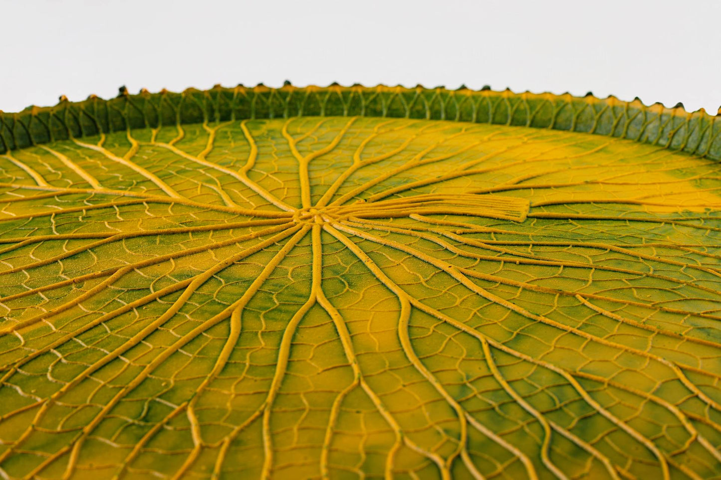VITORIA REGIA DAS AGUAS - VERDE/AMARELO