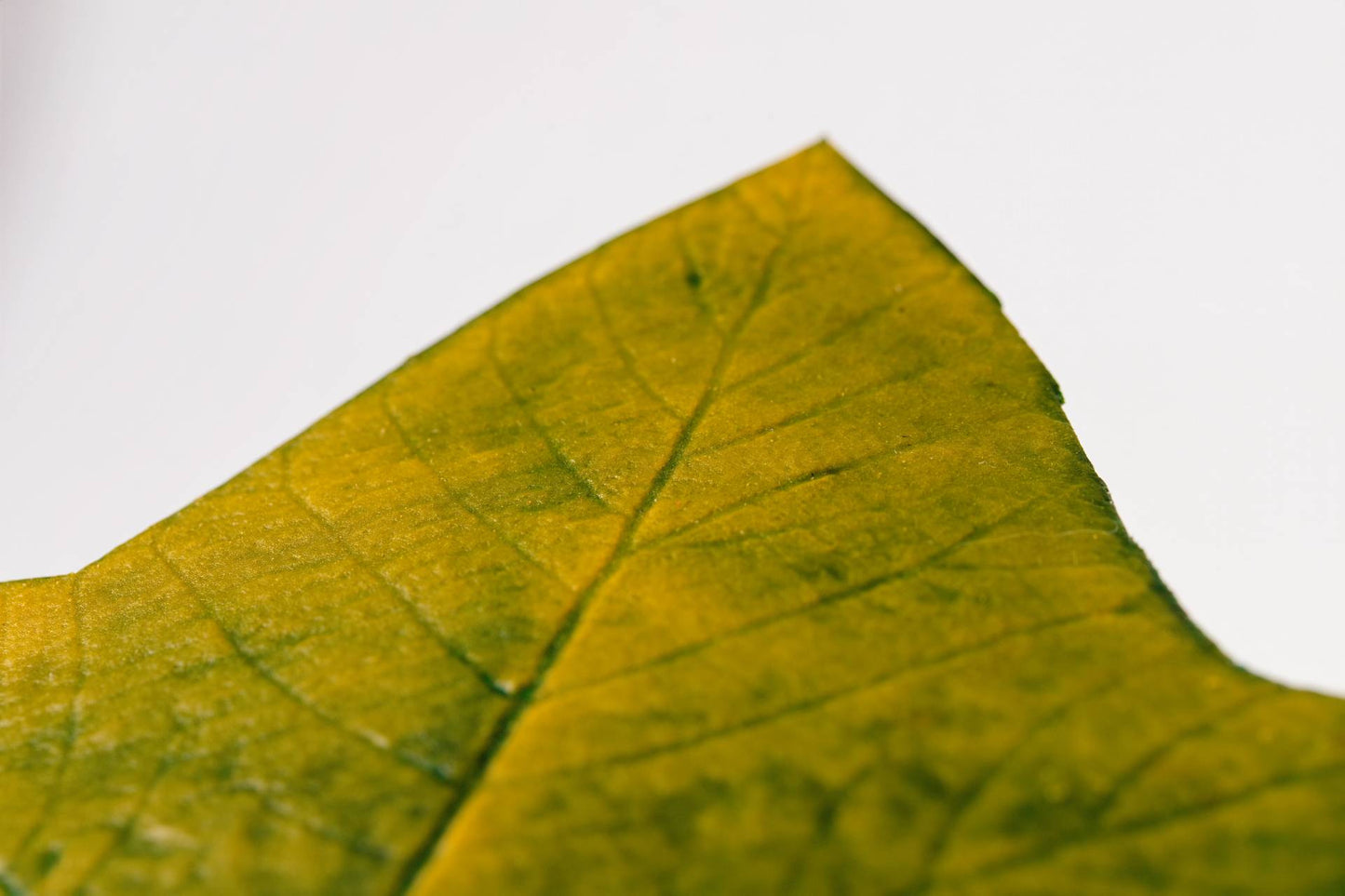 JOGO DESCANSO DE COPO ALGODOEIRO - 4 UN