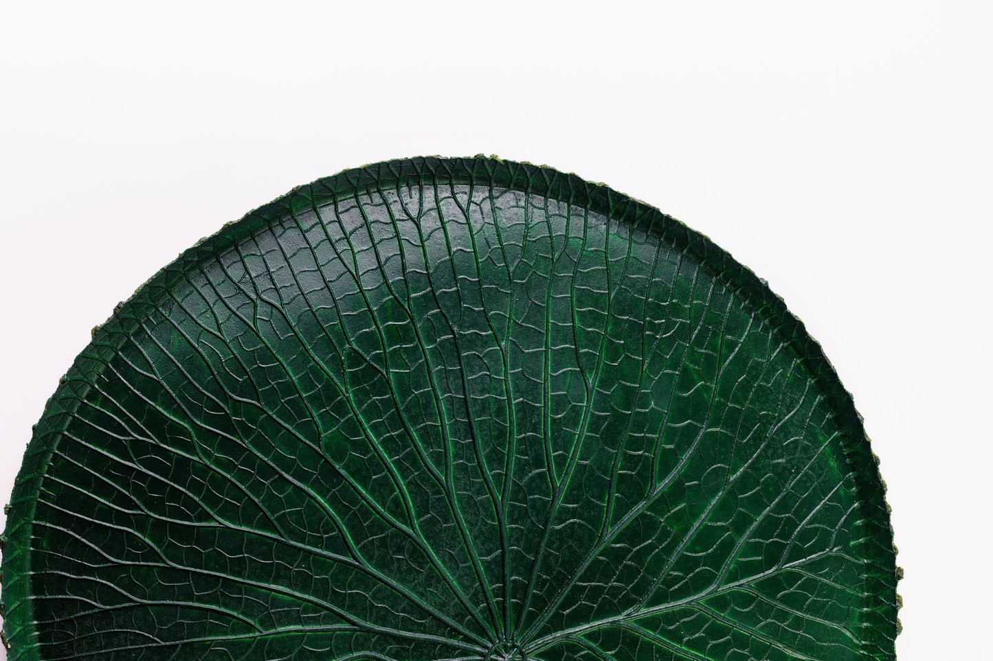 VITORIA REGIA DAS AGUAS - VERDE