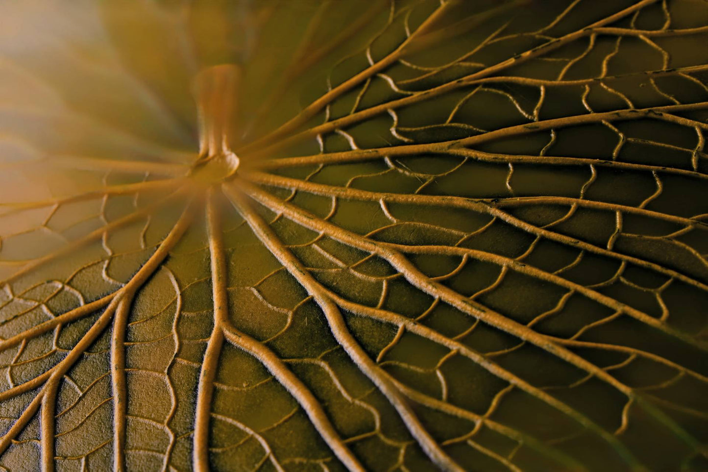 SOUSPLAT VITORIA REGIA - VERDE/AMARELO