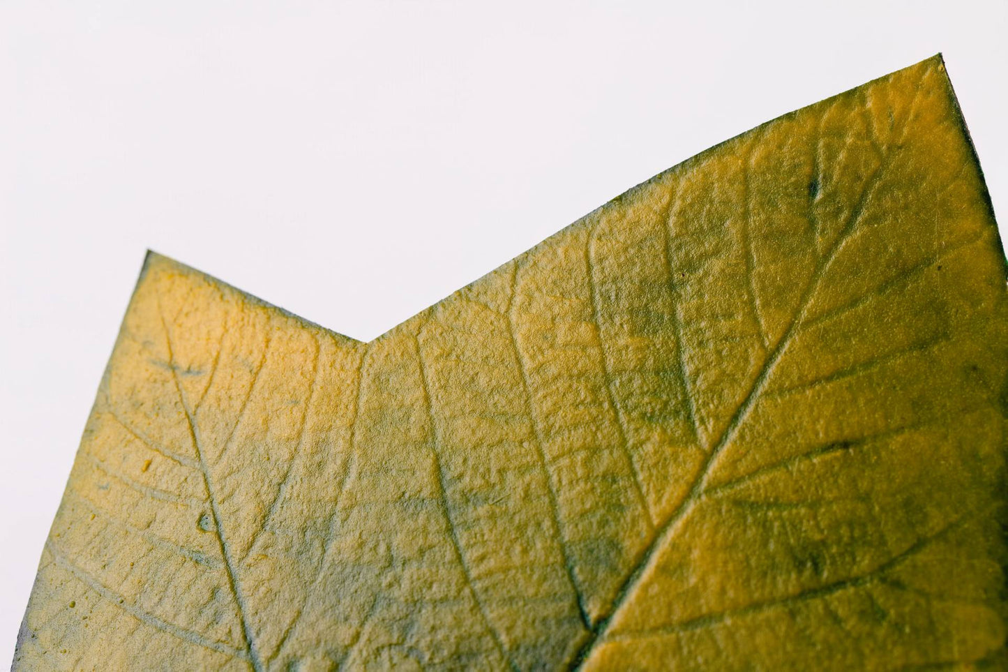 JOGO DESCANSO DE COPO ALGODOEIRO - 4 UN