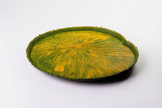 VITORIA REGIA DAS AGUAS - VERDE/AMARELO