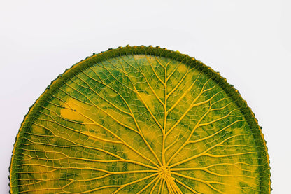 VITORIA REGIA DAS AGUAS - VERDE/AMARELO
